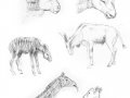 Animal_Anatomy_sketches___6_by_shadow_wolf.jpg